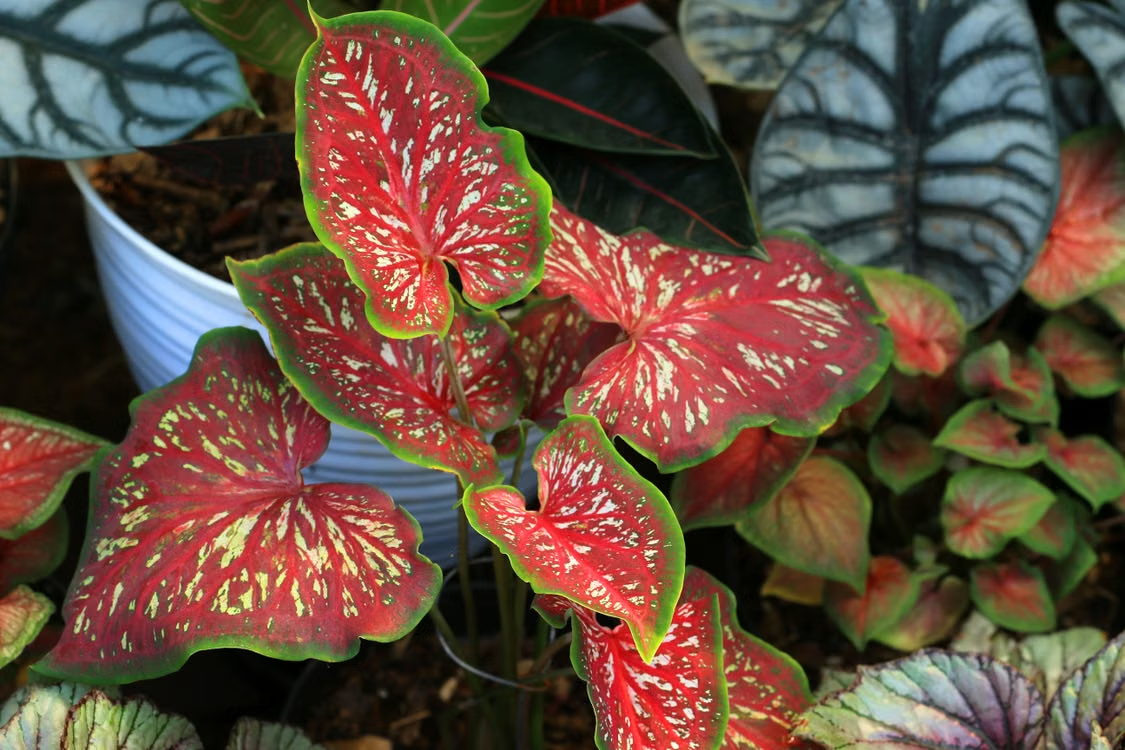 Red Caladiums