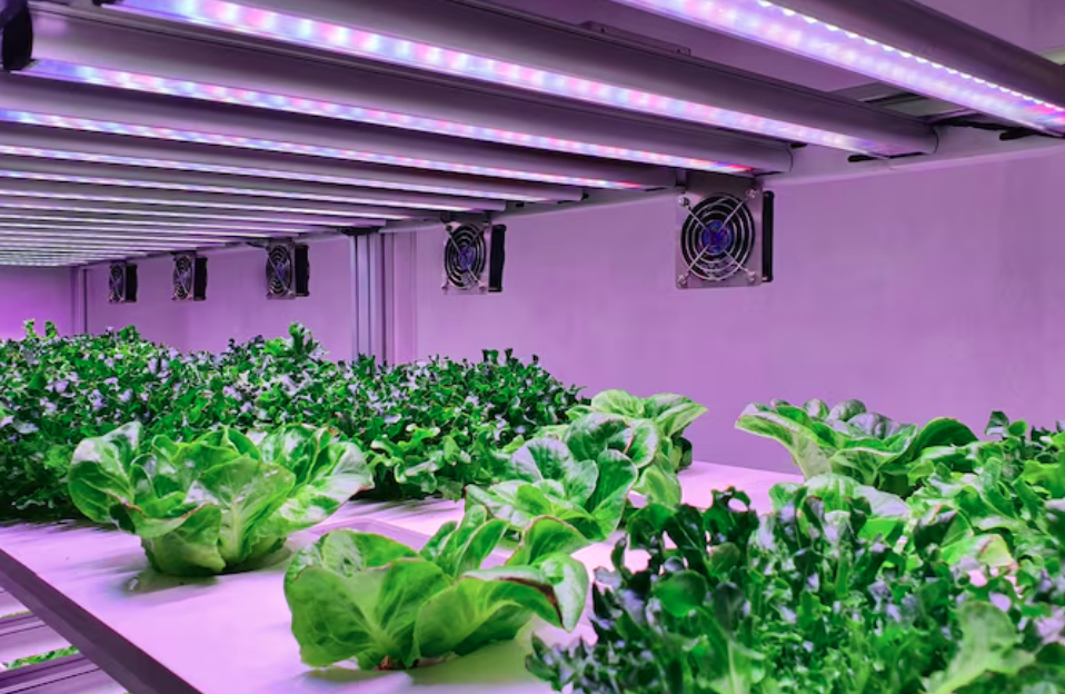 Indoor Grow Lamps